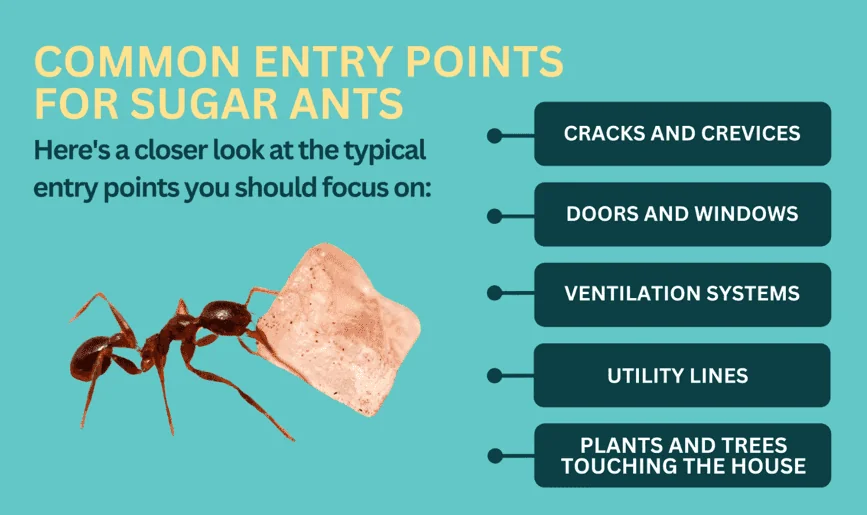 common home entry points for sugar ants graphic