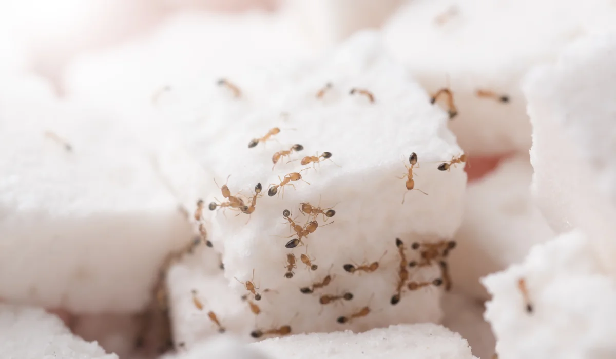 sugar ants on sugar cube