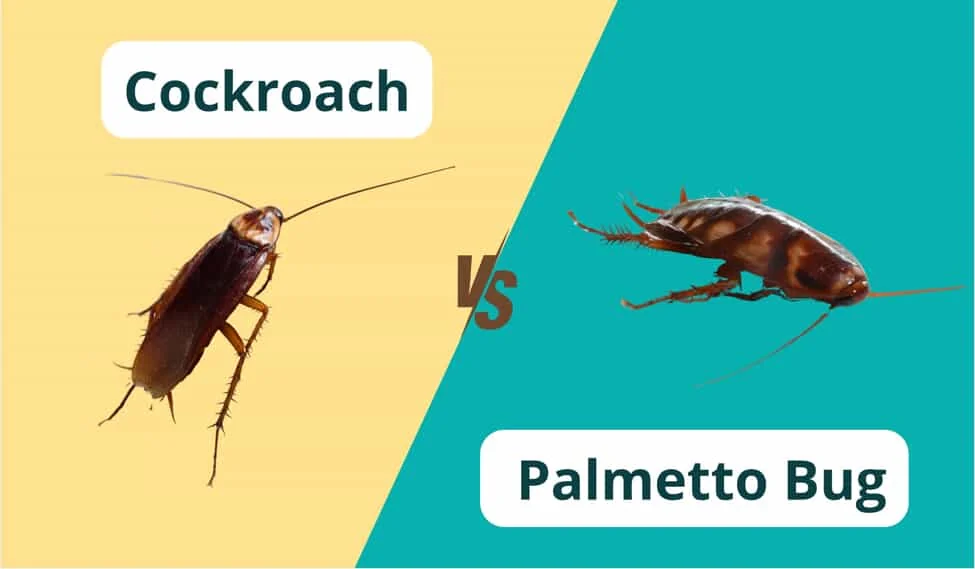 roach vs palmetto bug