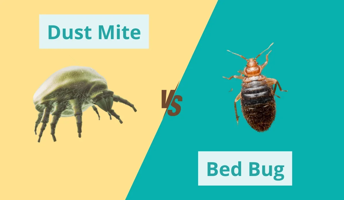 Dust Mite or Bed Bug? What's Biting You | Native Pest Management - Native  Pest Management