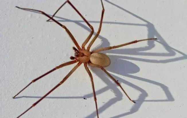 brown recluse spider