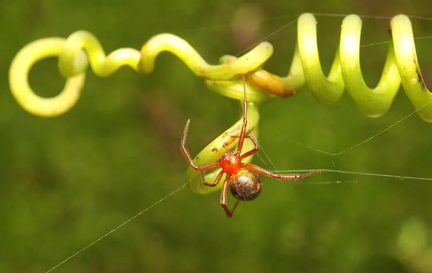 Red widow spider