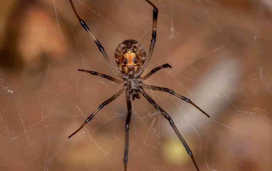 Brown Widow Spider