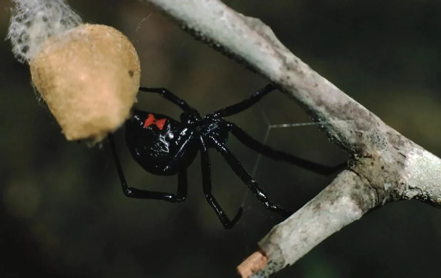 Southern Black Widow spider
