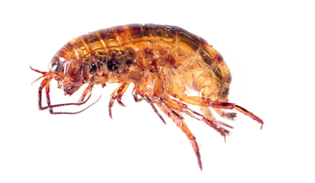 lawn shrimp