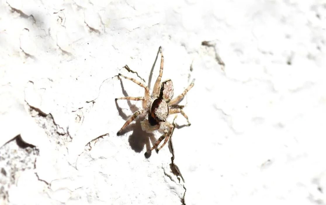 Pantropical Jumper spider