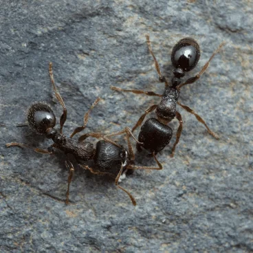 pavement ants