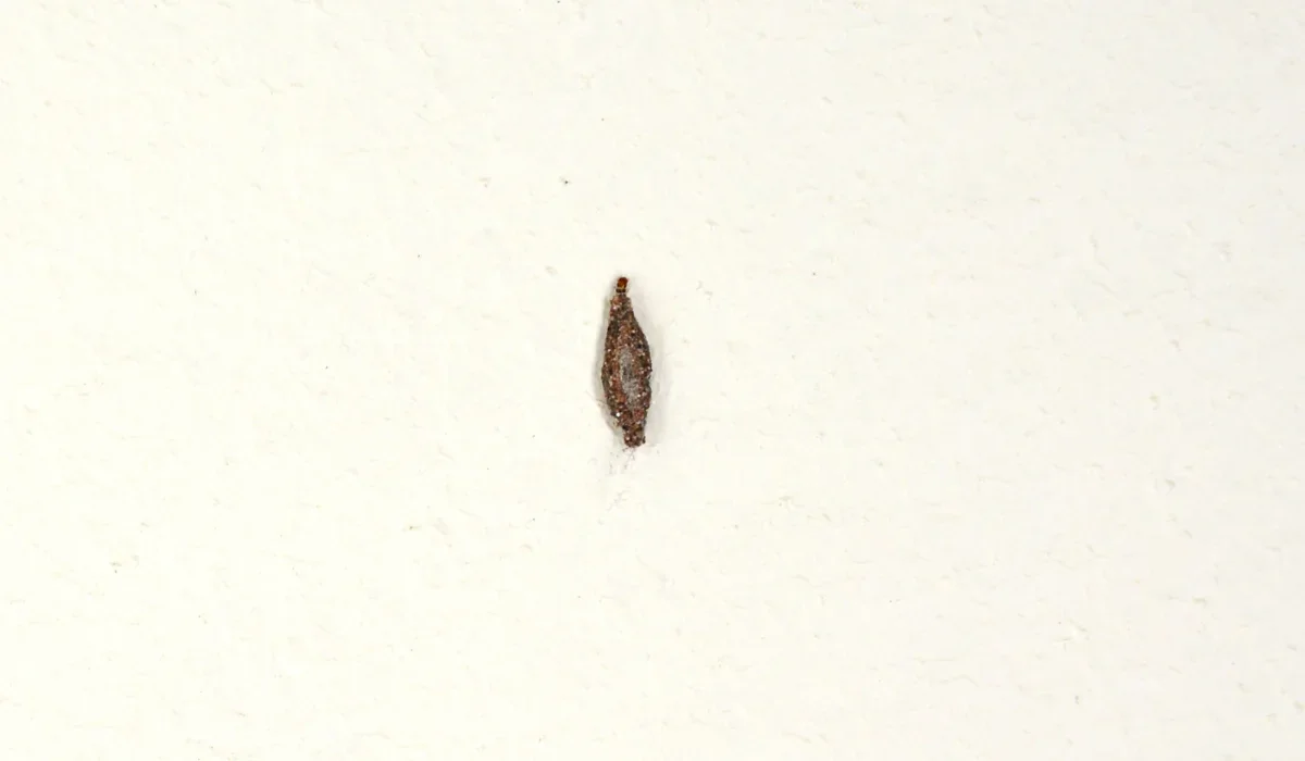 Plaster Insect Everything to Know About the Plaster Bagworm in Florida | Native Pest ...