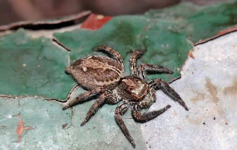 Wall Jumper spider