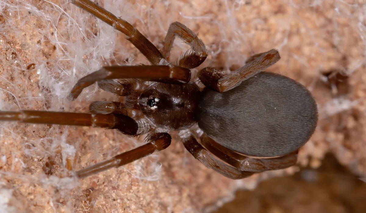 southern house spider