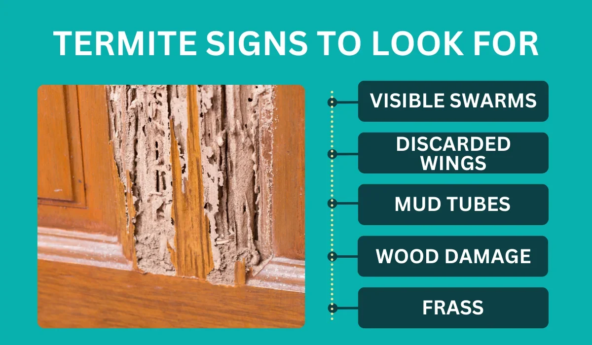 termite signs