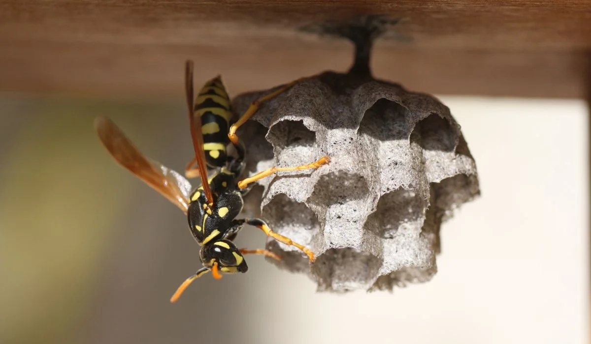 paper wasp