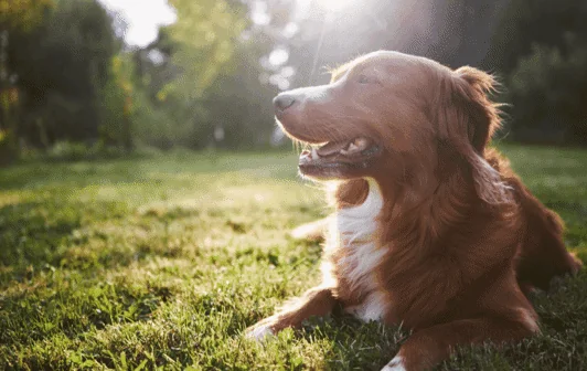 Happy dog in home with pet friendly Mosquito Control, Miami, FL