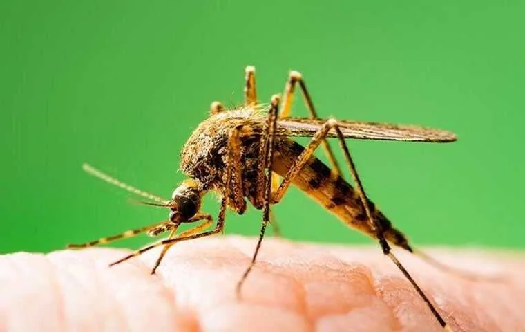 Mosquito Control in Port St. Lucie.