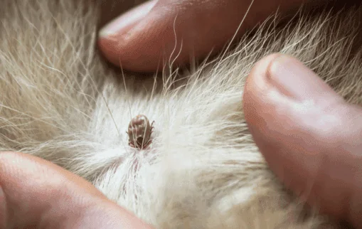 Get rid of flea infestation in West Palm Beach, FL
