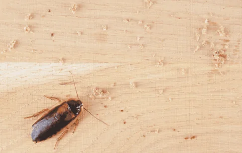 American Cockroach in Port St. Lucie, FL.