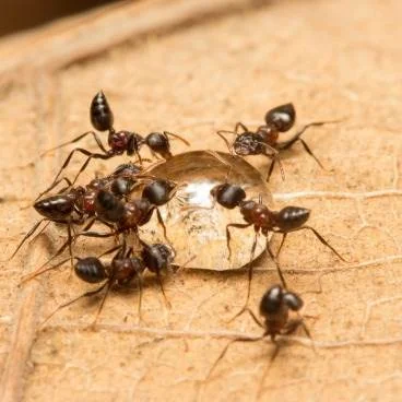 acrobat ants