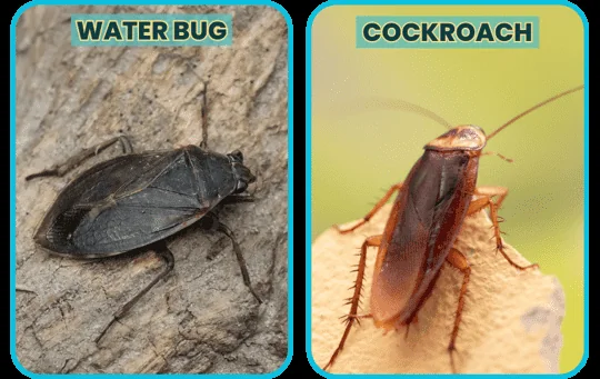 Water Bug and Cockroach.