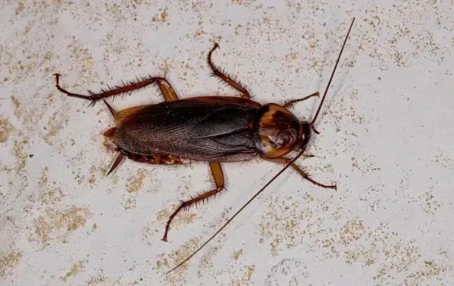 american cockroach on a deck