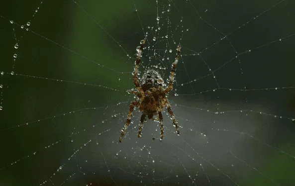 Brown Recluse Spider in Fort Lauderdale, FL