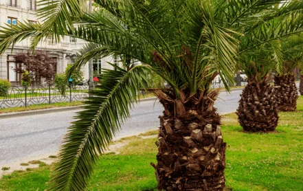 Pygmy Date Palms in West Palm Beach.