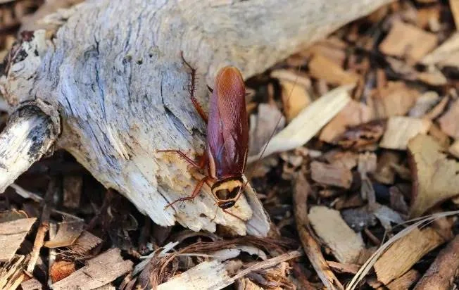 cockroach on wood