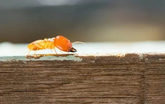 Eastern Subterranean termite