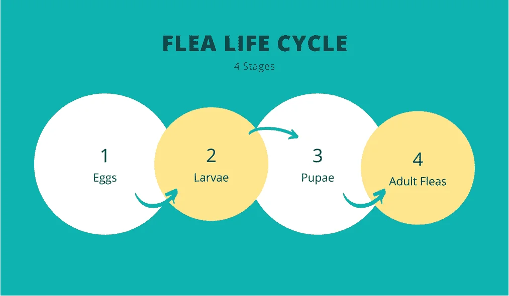 Flea Life Cycle Chart.
