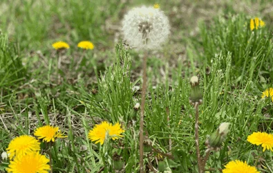 How to get rid of weeds in Miami, FL