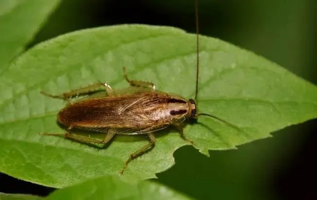 german cockroach on a leaf