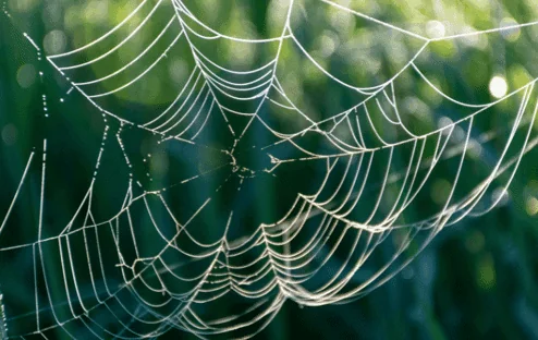 Professional Spider Control can get rid of spider webs in Miami, FL