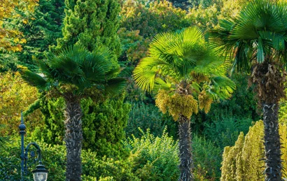 Chinese Fan Palms in West Palm Beach.