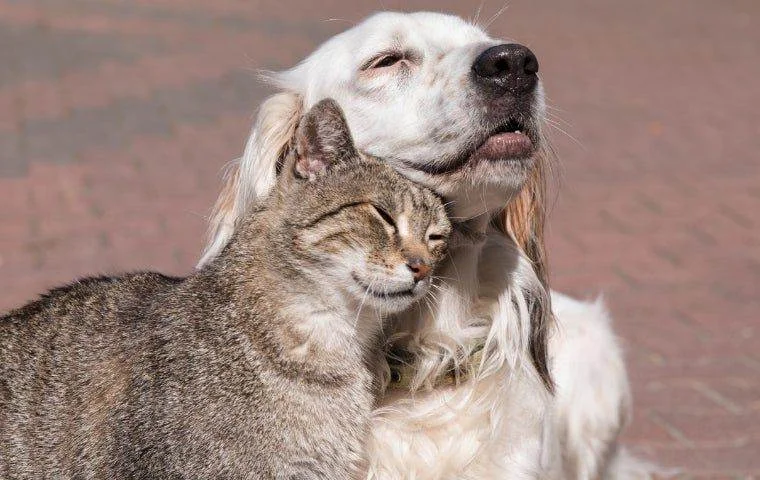 Flea free pets in Miami