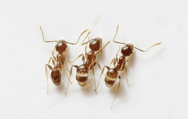 Ant Control for rental property in Tallahassee.