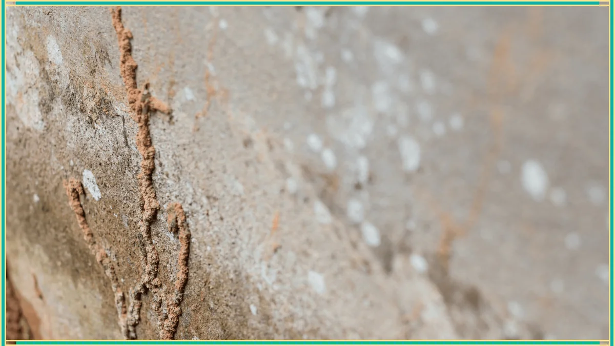 Termite mud tube on a wall.
