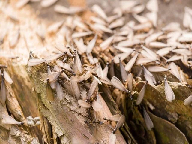Winged termites on the ground.