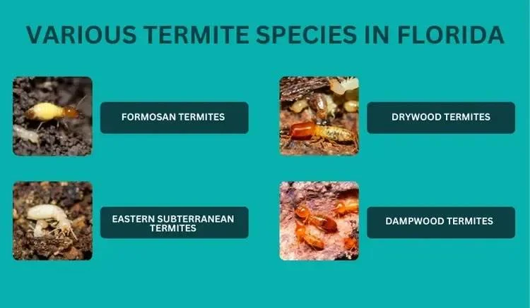 Various Termite Species in Florida chart.