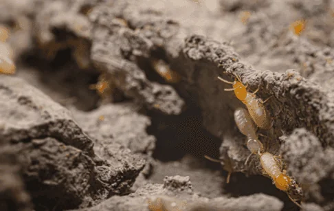 Termite Control in Wellington, FL