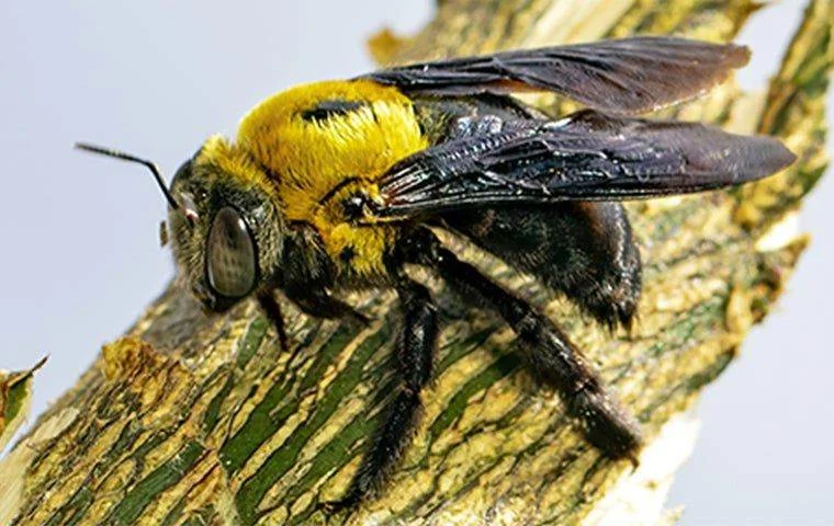 Carpenter Bee on a plant.