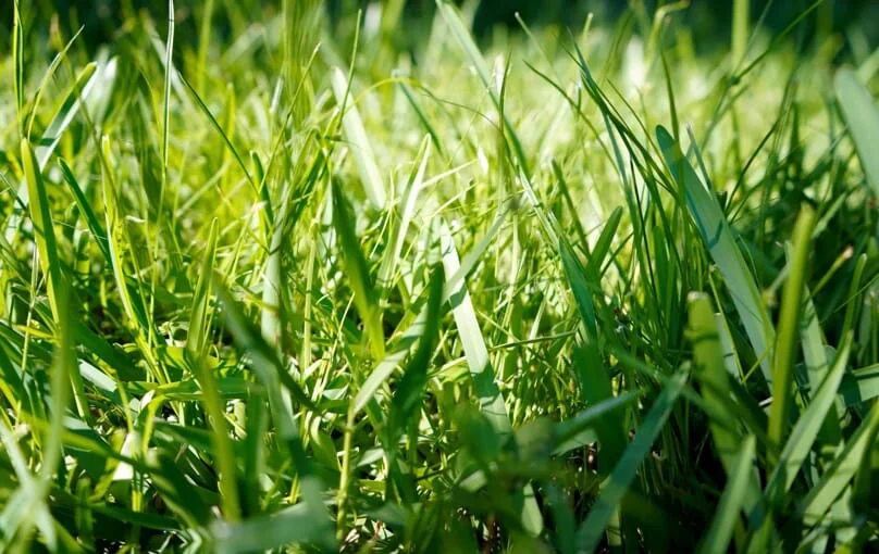 St. Augustine Grass field.
