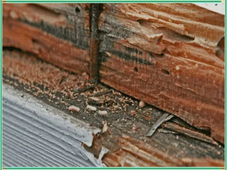 Termite wood damage.