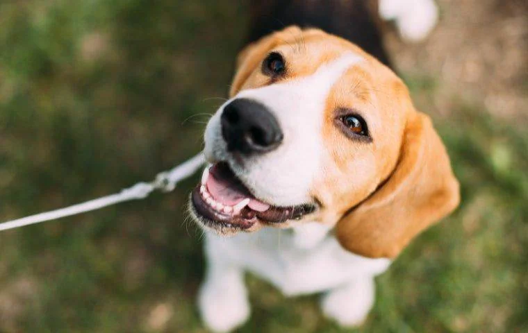 Flea Control for dogs in Miami